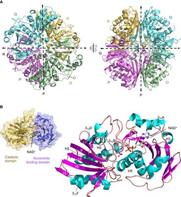 The structure of Leptospira interrogans GAPDH sheds light into an immunoevasion factor that can target the anaphylatoxin C5a of innate immunity